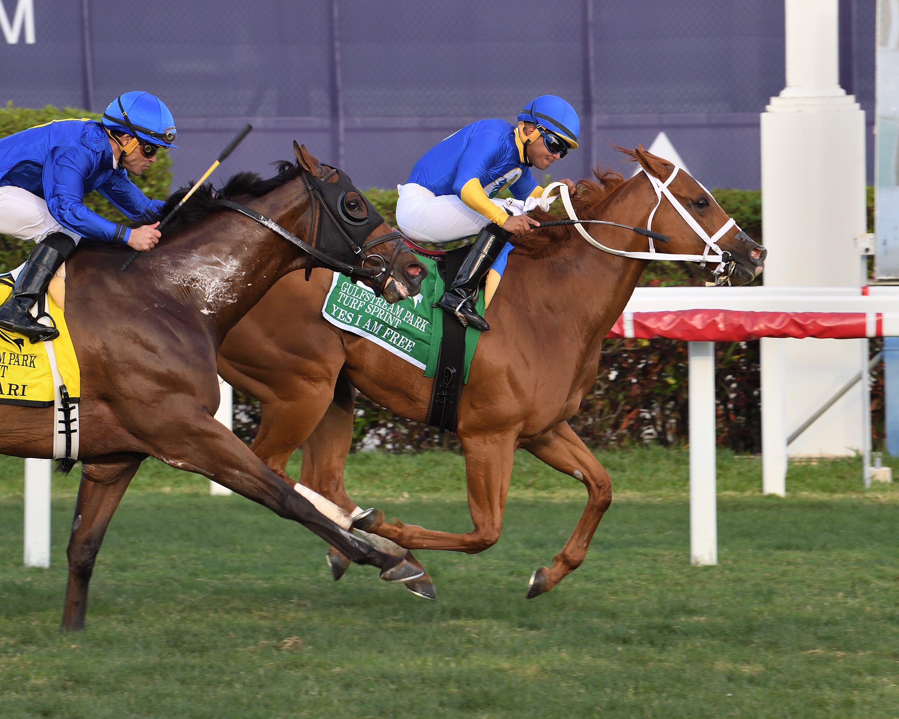 Yes I Am Free Takes Early Lead Keeps It In Gulfstream Park Turf Sprint yes-i-am-free-takes-early-lead-keeps-it-in-gulfstream-park-turf-sprint